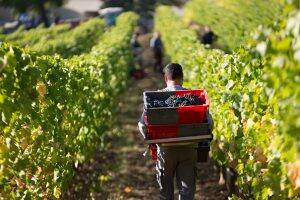 Harvest Domaine de Baronarques wine Limoux Languedoc