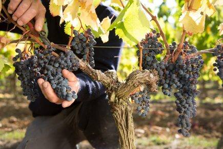 Harvest Domaine de Baronarques wine Limoux Languedoc