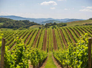 Vignes Domaine de Baronarques Liimoux